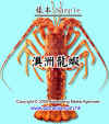 lobster1.JPG (83796 個位元組)